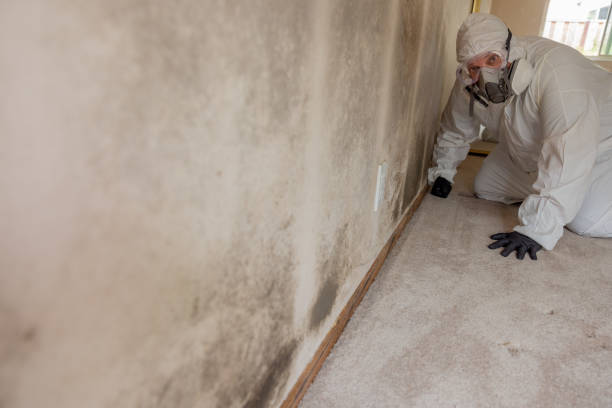Mold Remediation for Vacation Homes in Gibsonton, FL